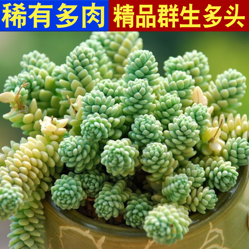 多肉植物组合盆栽绿植花卉旋叶姬星美人带盆大颗好养群生老桩多头 鲜花速递/花卉仿真/绿植园艺 多肉植物 原图主图