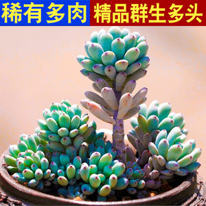 多肉植物蓝豆价格 多肉植物蓝豆图片 星期三 多肉植物蓝豆价格 多肉植物蓝豆图片 星期三