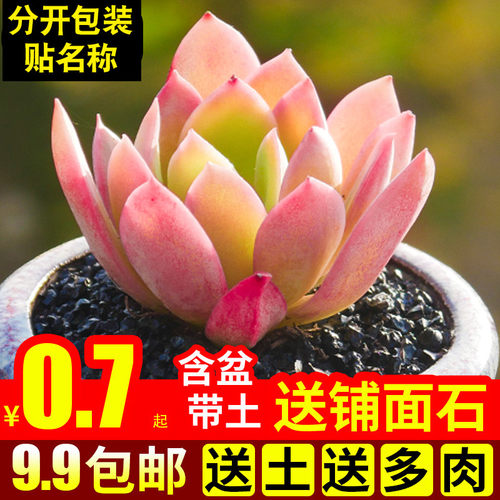 多肉植物组合盆栽绿植绮罗带盆