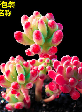 绿植含盆带土多肉植物特价清仓