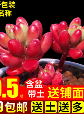 虹之玉多肉植物状态好