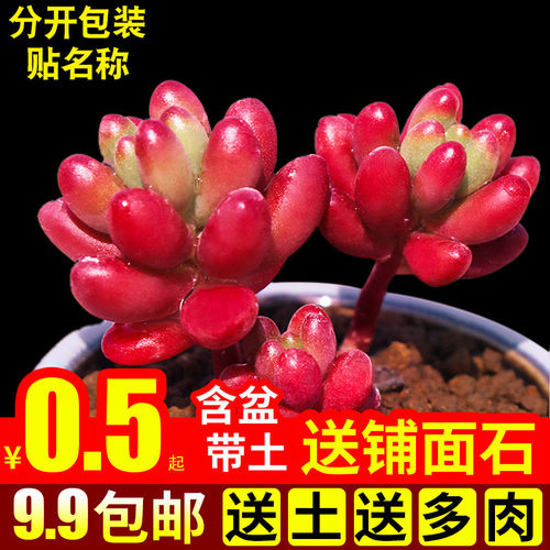 虹之玉多肉植物状态好