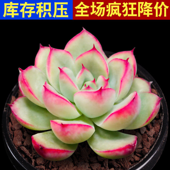 花月夜多肉 价格 怎么样 图片