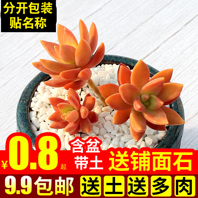 绿植新手好养含盆带土多肉植物