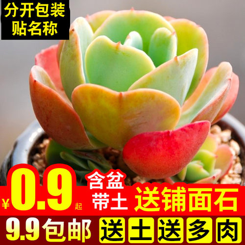 绿植碧桃带盆多肉植物特价清仓