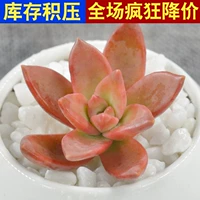 Orange Mingyue 3-5 см, одиночное растение