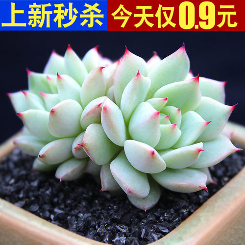 Tp多肉质量怎么样 Tp多肉口碑怎么样 小麦优选