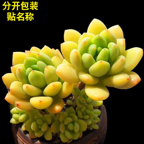 绿植办公桌带盆多肉植物特价清仓