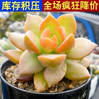 Розовый Huangli 3-5 см, одиночное растение