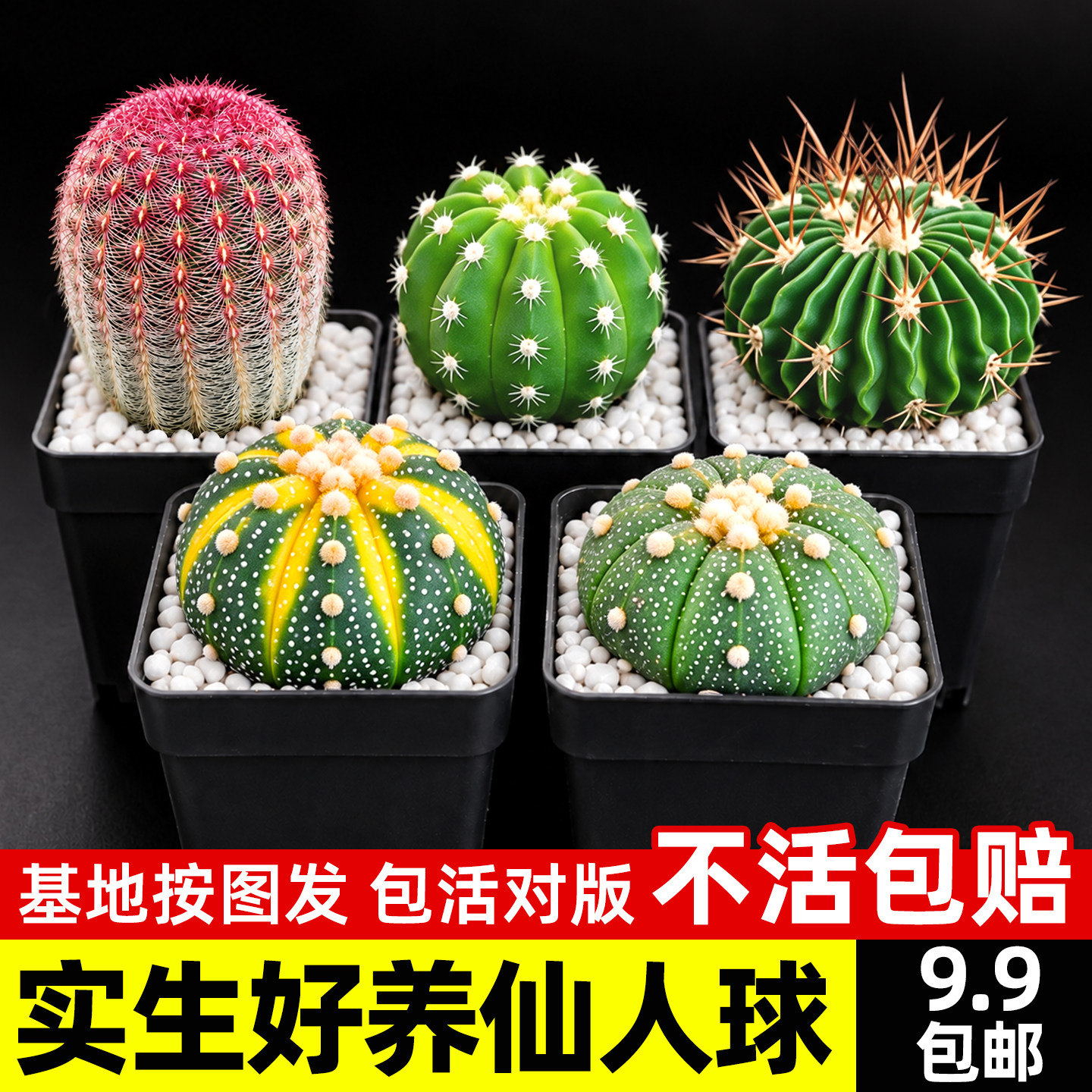 仙人球组合盆栽多品种任选绯花玉红太阳基地直发办公室桌面好养活