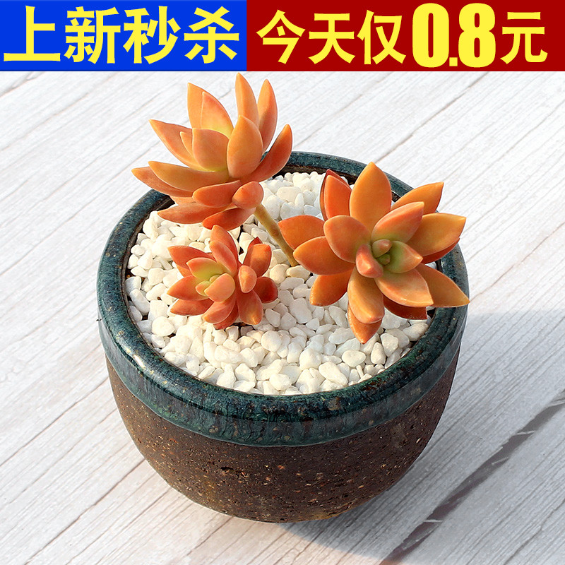 布丁多肉价格 布丁多肉图片 星期三