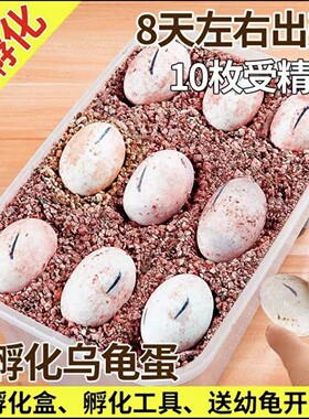 包孵化受精乌龟蛋可开发票批发