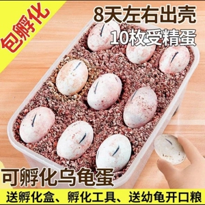 包孵化受精乌龟蛋可开发票批发