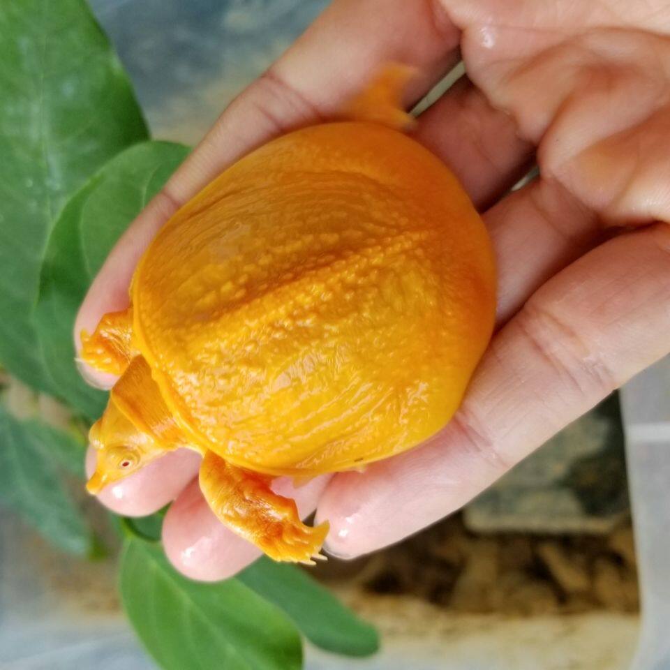 红眼白化鳖水鱼变异鳖变异王八甲鱼苗黄金甲鱼黄金鳖苗珍珠鳖