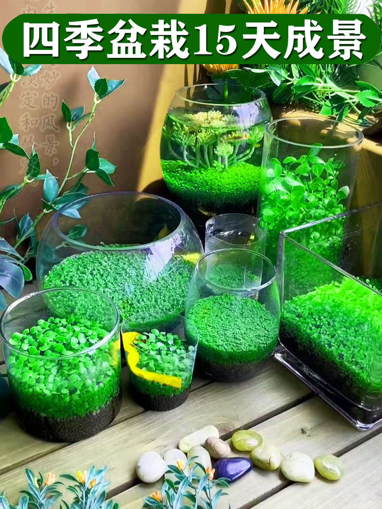 水草种子生态水草种子生态