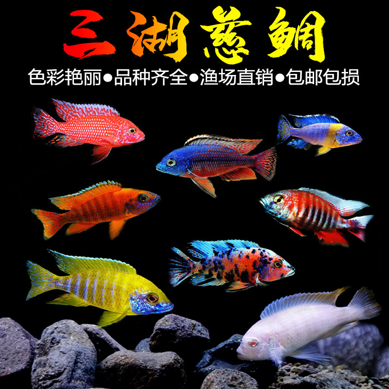 三湖慈鲷鱼黑线王子活体中小型耐养易活热带观赏鱼淡水鱼