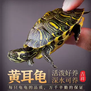 深水龟黄耳龟鱼缸混养清洁观赏宠物吃粪混养观赏龟冷水热带淡水龟