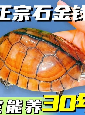 纯正石金钱龟招财宠物龟小乌龟活物小青龟苗黄金龟苗纯正海南三线