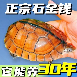 纯正石金钱龟招财宠物龟小乌龟活物小青龟苗黄金龟苗纯正海南三线