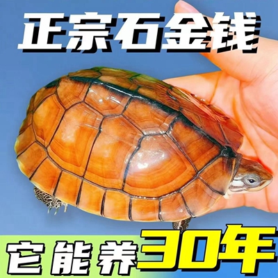 纯种金钱龟温顺招财龟可开发票