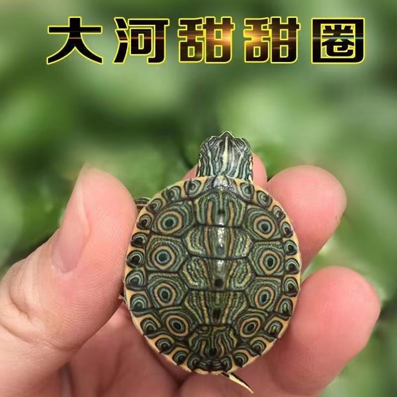 大河甜甜圈深水龟鱼缸混养活体龟小乌龟观赏龟东部佛州活体宠物