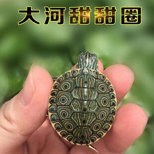 大河甜甜圈深水龟鱼缸混养活体龟小乌龟观赏龟东部佛州活体宠物
