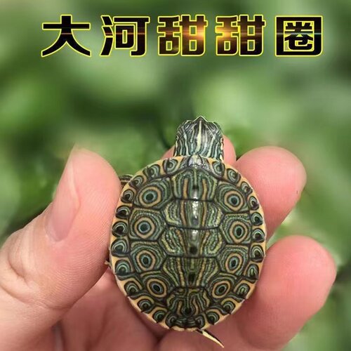 小乌龟观赏龟甜甜圈深水龟