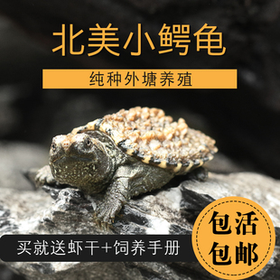 原种纯佛鳄龟爆刺鳄龟活物苗杂佛真鳄鱼龟鳄龟幼苗宠物龟北美食用