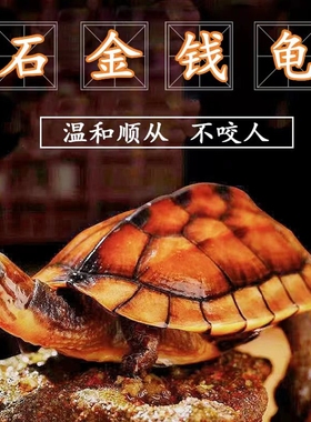 纯正石金钱龟温顺宠物龟小乌龟活物小青龟苗黄金钱龟纯种海南三线