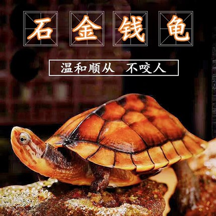 纯正石金钱龟温顺宠物龟小乌龟活物小青龟苗黄金钱龟纯种海南三线