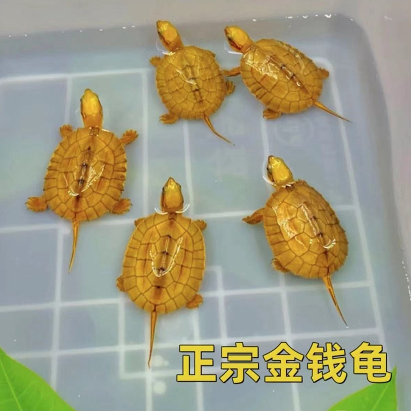 纯种金钱龟温顺可开发票批发