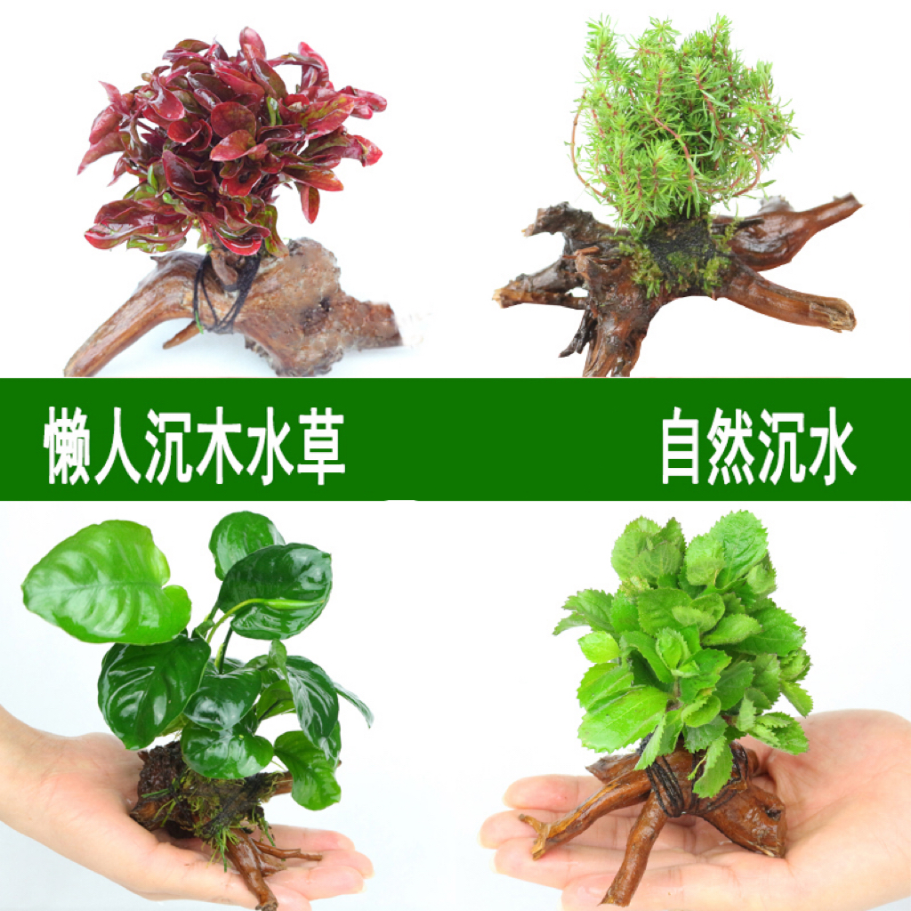 百景园水族馆懒人沉木草新