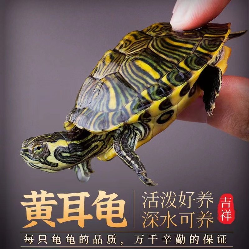 鱼缸深水龟同鱼混养鱼缸深水饲养