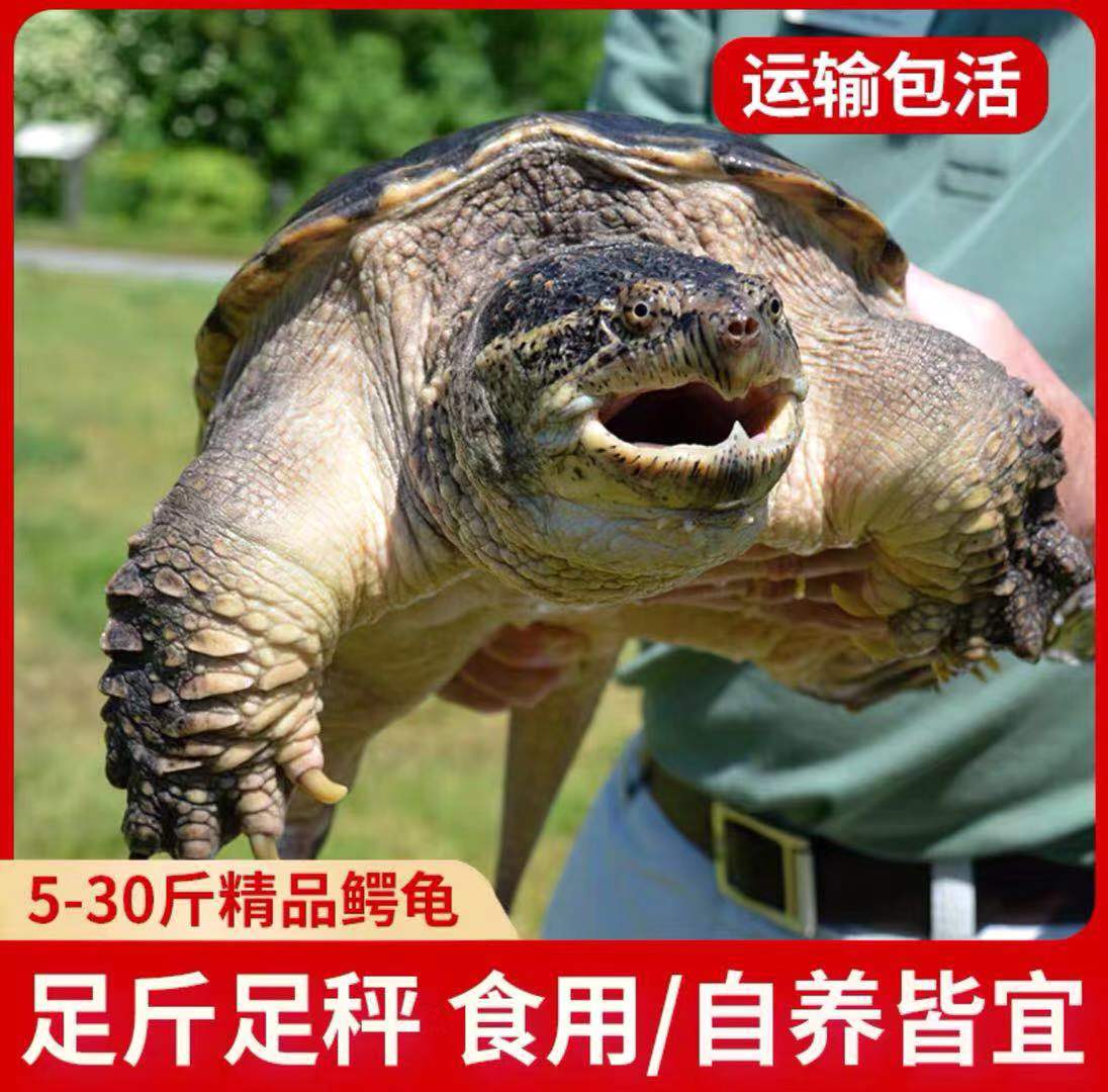 纯种鳄龟活物食用观赏宠物龟幼苗中美拟杂大鳄鱼龟食用活的幼苗