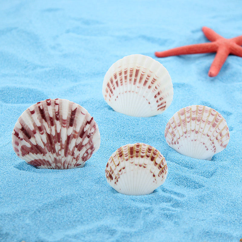 奇艺水族装饰贝壳海螺天然贝壳扇贝白色贝壳花扇贝鱼缸装饰摆件