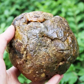 天然蜂胶精选蜂胶蜂原胶蜂毛胶纯蜂胶 正宗老金沟