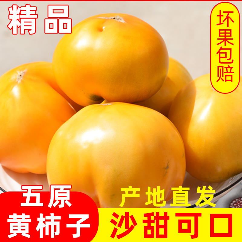 内蒙古五原新鲜黄柿子沙瓤自然熟现摘黄色西红柿水果番茄蔬菜生吃