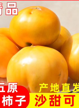 内蒙古五原新鲜黄柿子沙瓤自然熟现摘黄色西红柿水果番茄蔬菜生吃