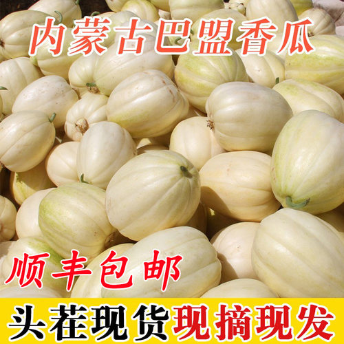 内蒙古白兰脆香瓜甜瓜5斤水果新鲜当季整箱脆甜巴盟蜜瓜小瓜包邮