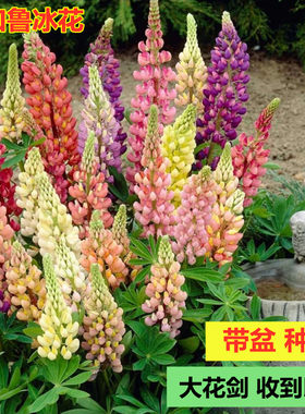 羽扇豆鲁冰花盆栽苗室内阳台庭院开花卉好养植物带花发货花镜耐寒