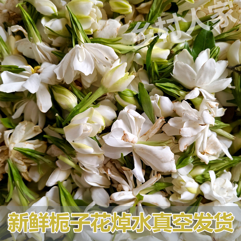 栀子花山栀野栀黄栀花香花水横枝