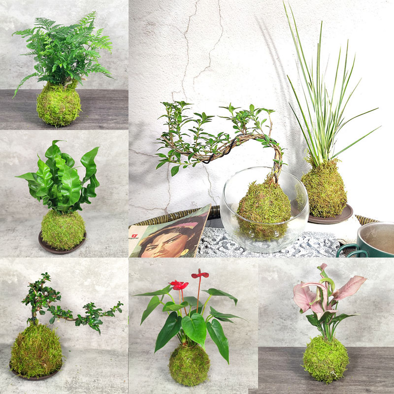 苔藓球活体创意绿植茶台爬虫缸