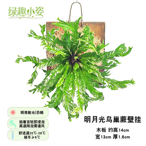鸟巢蕨室内桌面耐阴附生植物盆栽