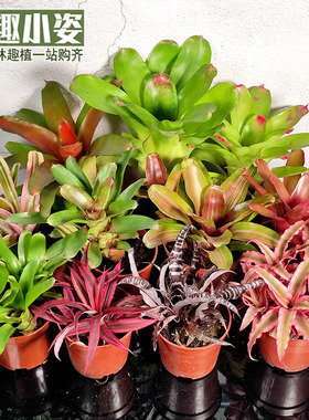 姬积水凤梨水陆雨林缸爬虫蜥蜴箱红色造景琳达火球彩叶附生小植物