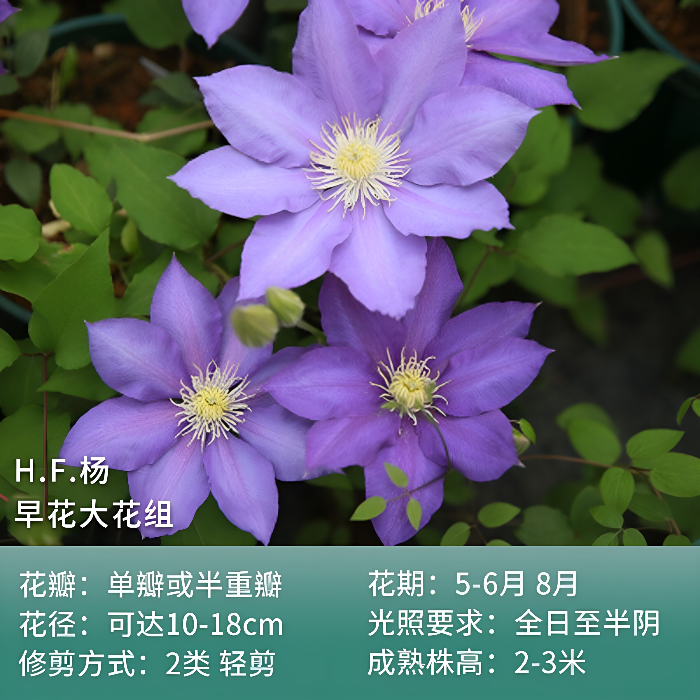 HF杨铁线莲爬藤植物花苗庭院阳台绿植花卉浓香大花耐寒多季开花