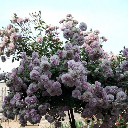 中大苗月季玫瑰蔷薇花苗庭院阳台楼顶绿植花卉多季节开花浓香大花