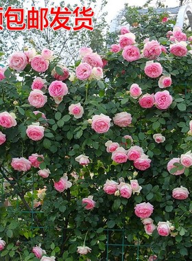 月季爬藤花苗蔷薇玫瑰藤本欧月庭院阳台绿植花卉浓香盆栽多季开花