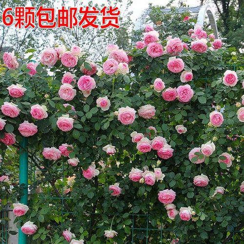 月季爬藤花苗蔷薇玫瑰藤本欧月庭院阳台绿植花卉浓香盆栽多季开花