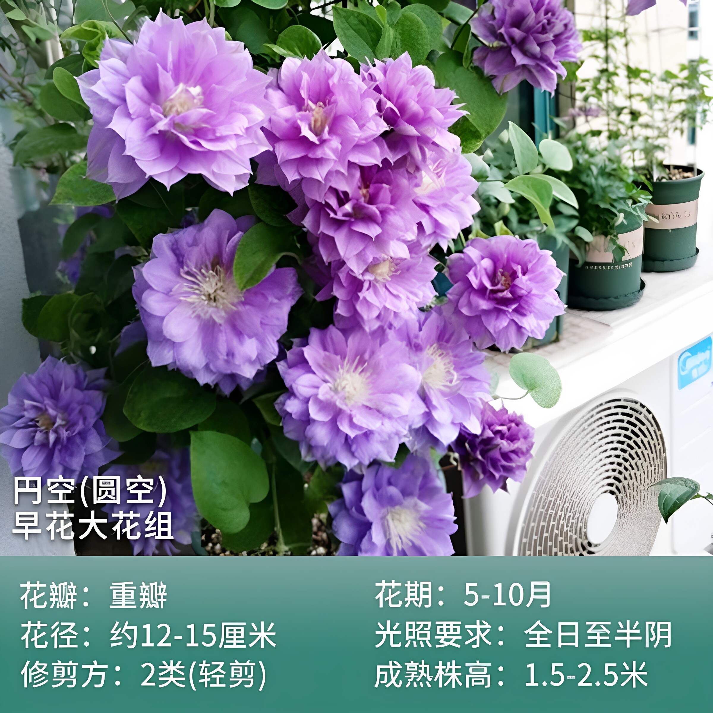 円空园空铁线莲爬藤植物花苗庭院阳台绿植花卉浓香大花多季节开花