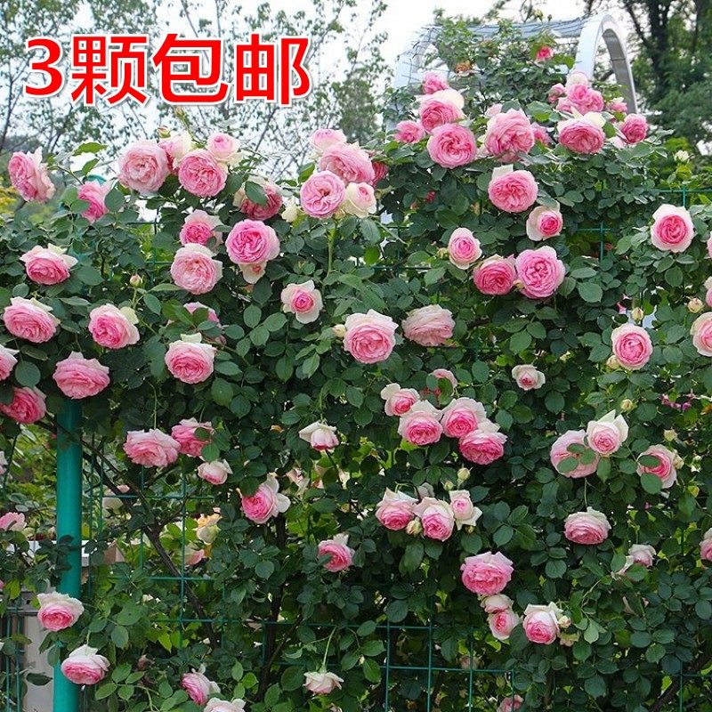 月季爬藤花苗蔷薇玫瑰藤本欧月庭院阳台绿植花卉浓香盆栽多季开花